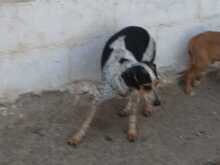 LENI, Hund, Mischlingshund in Pluwig - Bild 4
