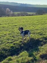 LENI, Hund, Mischlingshund in Pluwig - Bild 9