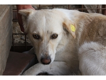 PODIANA, Hund, Mischlingshund in Rumänien - Bild 1