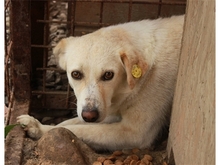 PODIANA, Hund, Mischlingshund in Rumänien - Bild 2