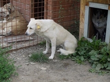 PODIANA, Hund, Mischlingshund in Rumänien - Bild 3