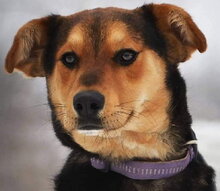 BENYY41, Hund, Mischlingshund in Slowakische Republik - Bild 1