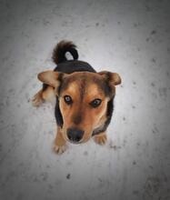 BENYY41, Hund, Mischlingshund in Slowakische Republik - Bild 3
