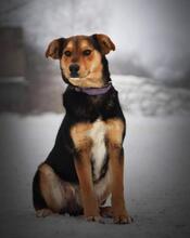 BENYY41, Hund, Mischlingshund in Slowakische Republik - Bild 4