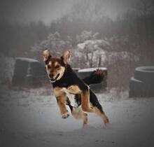 BENYY41, Hund, Mischlingshund in Slowakische Republik - Bild 5
