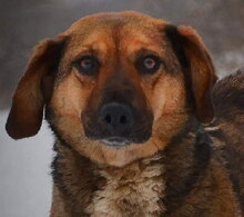 AMALKA, Hund, Mischlingshund in Slowakische Republik - Bild 1