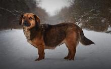 AMALKA, Hund, Mischlingshund in Slowakische Republik - Bild 2