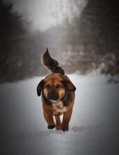 AMALKA, Hund, Mischlingshund in Slowakische Republik - Bild 3