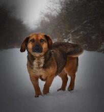 AMALKA, Hund, Mischlingshund in Slowakische Republik - Bild 4