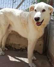 KENAY, Hund, Mischlingshund in Spanien - Bild 1