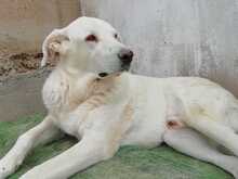 KENAY, Hund, Mischlingshund in Spanien - Bild 10