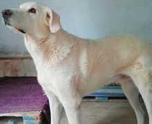 KENAY, Hund, Mischlingshund in Spanien - Bild 11