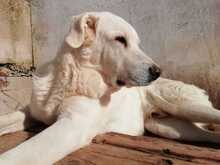 KENAY, Hund, Mischlingshund in Spanien - Bild 2