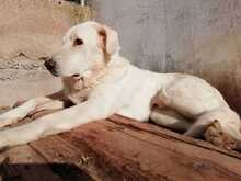 KENAY, Hund, Mischlingshund in Spanien - Bild 3