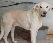 KENAY, Hund, Mischlingshund in Spanien - Bild 4
