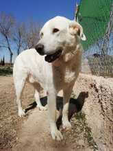 KENAY, Hund, Mischlingshund in Spanien - Bild 5