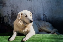 KENAY, Hund, Mischlingshund in Spanien - Bild 7