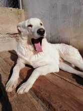 KENAY, Hund, Mischlingshund in Spanien - Bild 8