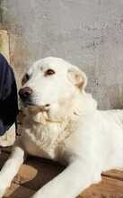 KENAY, Hund, Mischlingshund in Spanien - Bild 9