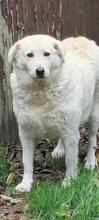 DILARA, Hund, Mischlingshund in Italien - Bild 1