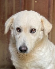DILARA, Hund, Mischlingshund in Italien - Bild 3