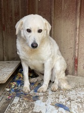 DILARA, Hund, Mischlingshund in Italien - Bild 5