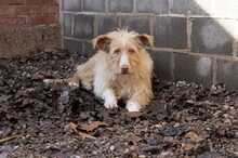 ASTOR, Hund, Mischlingshund in Spanien - Bild 2