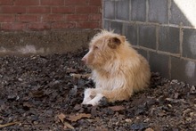 ASTOR, Hund, Mischlingshund in Spanien - Bild 3