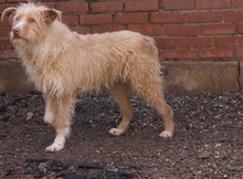 ASTOR, Hund, Mischlingshund in Spanien - Bild 4