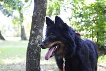 TIMON, Hund, Mischlingshund in Polen - Bild 4
