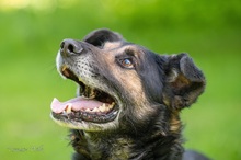 OKTAWIAN, Hund, Mischlingshund in Polen - Bild 1