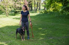 OKTAWIAN, Hund, Mischlingshund in Polen - Bild 10