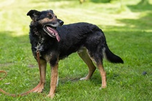 OKTAWIAN, Hund, Mischlingshund in Polen - Bild 11