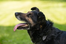 OKTAWIAN, Hund, Mischlingshund in Polen - Bild 3