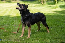 OKTAWIAN, Hund, Mischlingshund in Polen - Bild 4