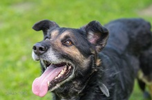 OKTAWIAN, Hund, Mischlingshund in Polen - Bild 5