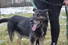 OKTAWIAN, Hund, Mischlingshund in Polen - Bild 8