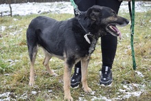 OKTAWIAN, Hund, Mischlingshund in Polen - Bild 9