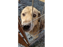 DARIO, Hund, Mischlingshund in Rumänien - Bild 1
