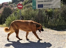 JERA, Hund, Mastin Español-Mix in Spanien - Bild 18