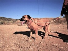 JERA, Hund, Mastin Español-Mix in Spanien - Bild 20
