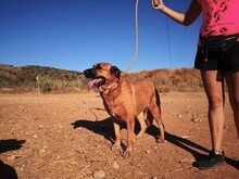 JERA, Hund, Mastin Español-Mix in Spanien - Bild 21