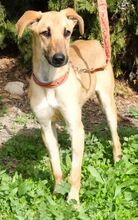 JOLENE, Hund, Mischlingshund in Zypern - Bild 2