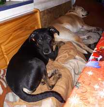 JACK, Hund, Mischlingshund in Alfeld - Bild 12