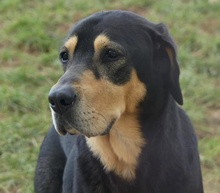 CAPTAIN, Hund, Mischlingshund in Michelstadt - Bild 6