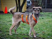 KAYA, Hund, Mischlingshund in Obermoschel - Bild 1