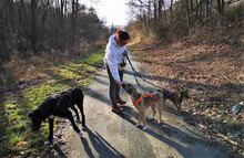 KAYA, Hund, Mischlingshund in Obermoschel - Bild 10