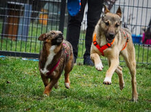 KAYA, Hund, Mischlingshund in Obermoschel - Bild 4