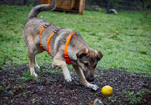 KAYA, Hund, Mischlingshund in Obermoschel - Bild 5