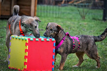 KAYA, Hund, Mischlingshund in Obermoschel - Bild 7